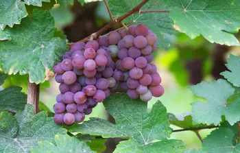 Image of Pinot Grigio (Pinot Gris)
